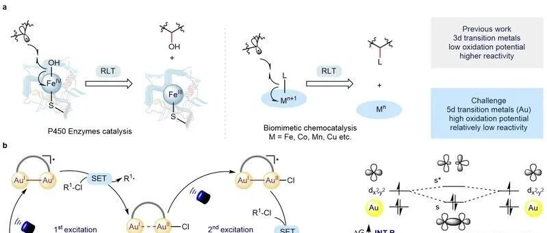Nature Catalysis：南京大学谢劲课题组在激发态双核金催化的自由基配体转移反应方面取得重要进展