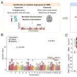 PNAS | 华中科技大学田代实/秦川发现驱动缺血性白质损伤的调控新机制