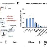 Science | 破解减肥药耐药新机制：线粒体肉碱合成缺陷导致GLP-1受体激动剂脂质动员作用失效