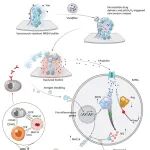 Nat Biomed Eng | 用细菌欺骗细菌，陶伟/林翰的团队通过改造灭活细菌突破生物膜屏障，实现精准投药与长效免疫