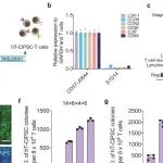 Cell Res | 北京大学邓宏魁团队首次将人类T细胞化学重编程为多能干细胞