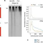 Nature | 衰老和发炎的根源，竟藏在线粒体DNA的“拼写错误”里