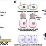 Science | 让细胞长“天线”的分子密码：梁银文等人揭示纤毛形成的关键开关