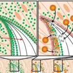 破解生物“钢铁牙齿”制造密码！《Science》发现关键蛋白RTMP1为铁氧化物沉积导航