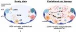 一边抗毒，一边续命！《Science》发现免疫系统强行修复肺部的“霸道总裁”分子