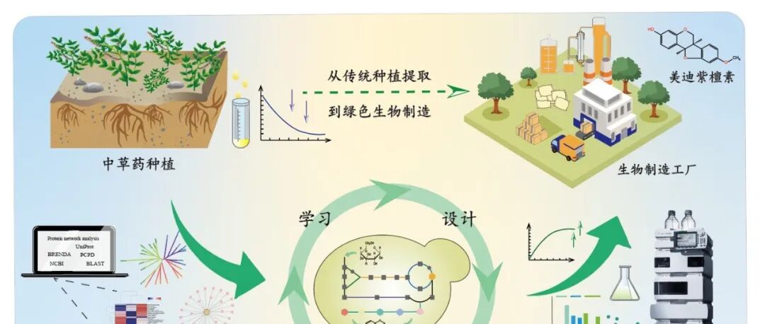 BioDesign Research：郑州大学科研人员在酵母从头合成中草药活性成分方面取得积极进展