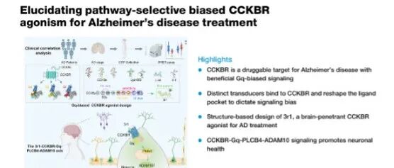 Cell丨阐明用于阿尔茨海默病治疗的通路选择性偏倚CCKBR激动作用