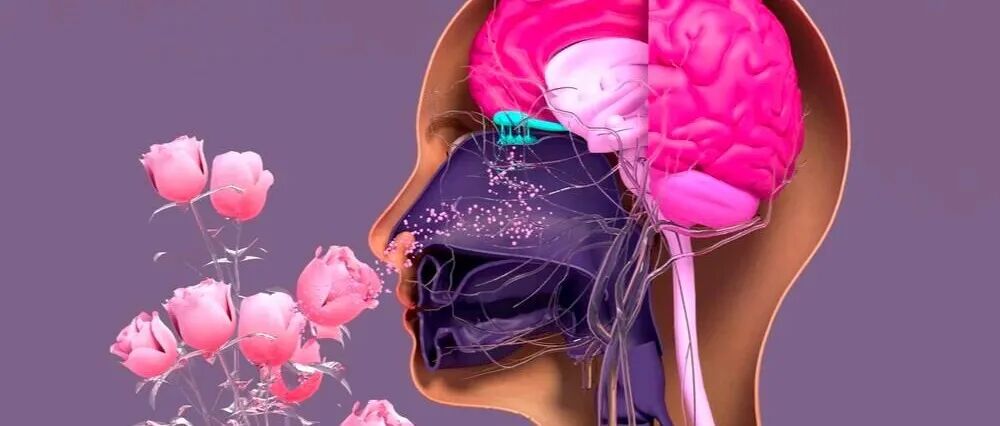 研究成果|从分子识别到感官预测：挥发性风味化合物研究中感官组学和风味组学的方法、应用及展望