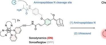 ANIE \u00A6 用于肿瘤特异性诊疗的钌基声余晖探针
