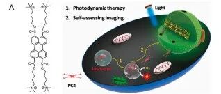EJMC：黄河科技学院付丽娜教授与合作者从分子设计到免疫重塑：基于苝酰亚胺的多模态癌症治疗研究进展