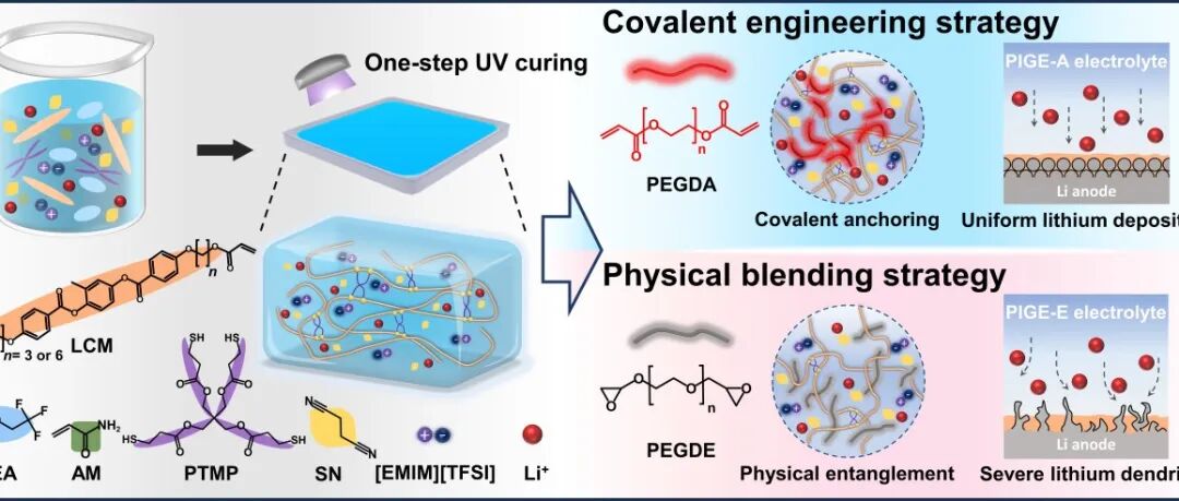 中国矿业大学(北京)王萌/刘瑞平JEC：锂金属电池中构筑“刚柔并济”的拓扑工程凝胶电解质
