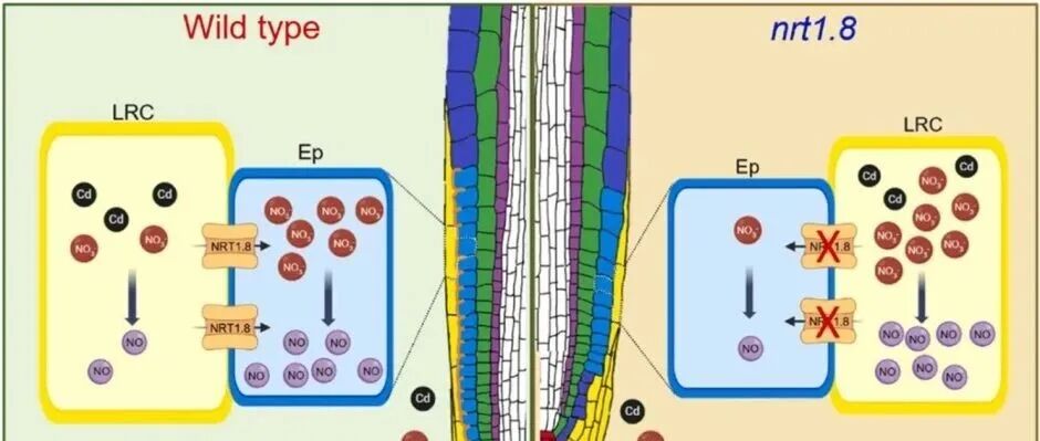 NRT1.8 对硝酸盐的局部吸收会在镉胁迫下抑制根分生组织生长