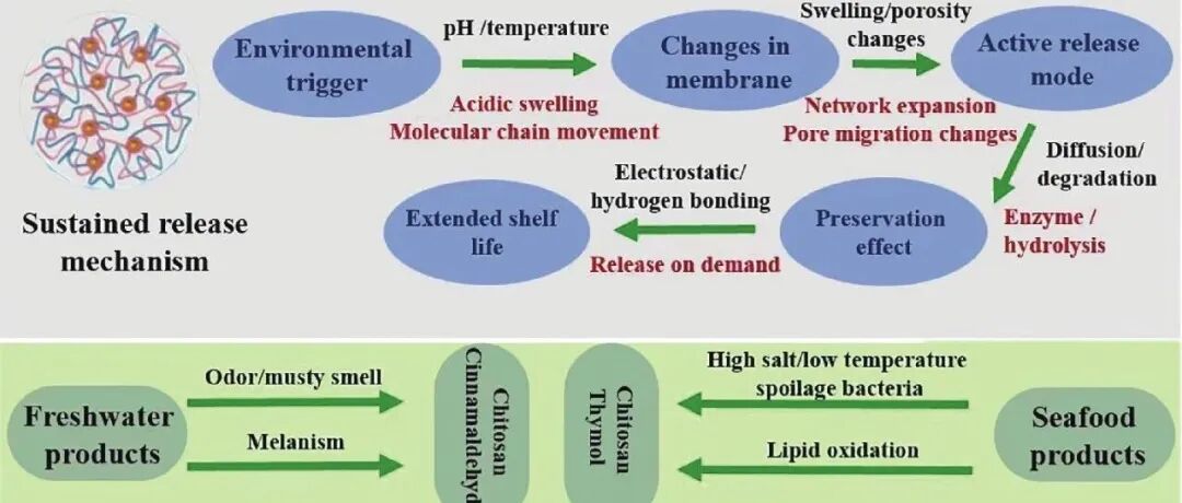 FSAP | 大连工业大学黄旭辉副教授等：壳聚糖与植物提取物在水产品抗菌膜中的应用及其控释体系研究进展