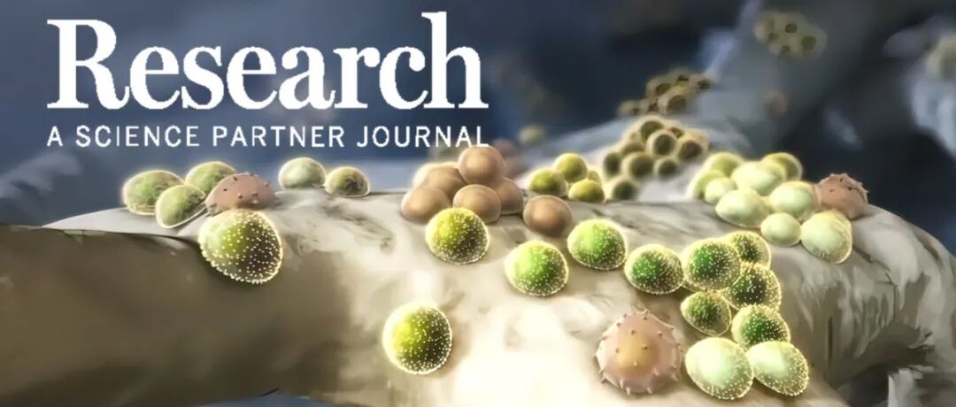 Research|解放军总医院姚咏明、杜晓辉教授团队揭示核糖体自噬调控脓毒症T淋巴细胞泛凋亡的新机制