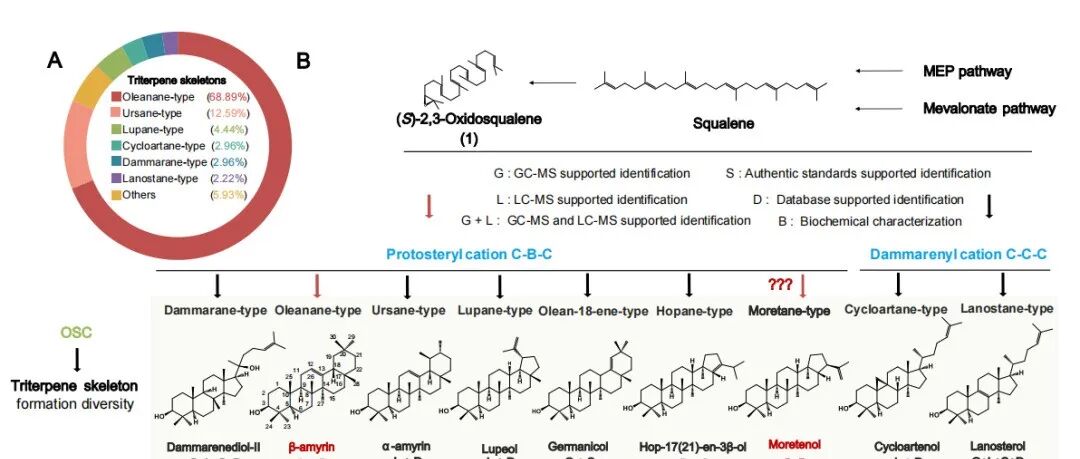 我院舒少华副教授团队系统解析药用植物天师栗中三萜类化合物的多样性及其生物合成机制