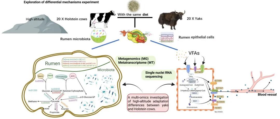 iMeta | 中国农大李胜利组-微生物组驱动能量供给调控高原适应性的机制探究