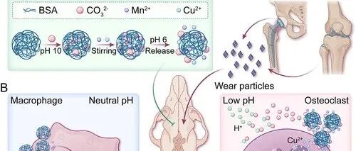 ACS Nano | pH响应型Cu-Mn纳米平台调控炎症与破骨细胞活化