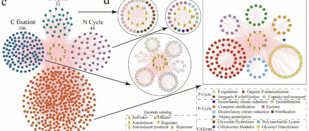 微生物固碳通路丨SOIL BIOL BIOCHEM：稀有与丰富微生物通过协调碳氮磷及群体感应通路破坏灌木入侵沼泽中的SOC稳定性