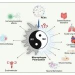 Gut Microbes｜聊城大学李艳/王长法团队综述：益生菌胞外囊泡介导巨噬细胞极化的代谢重编程研究