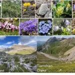 Science Advances｜我刊编委星耀武团队首次量化北半球五大主要山地系统高山植物的演化历史