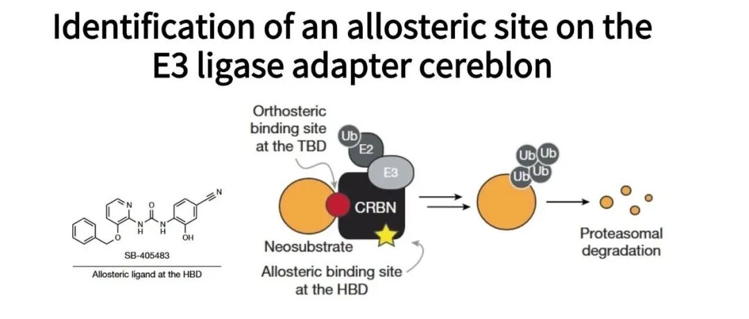 Nature：哈佛大学、Scripps研究所、GSK、Broad 研究所联合披露 CRBN 一个隐蔽的变构位点与机制