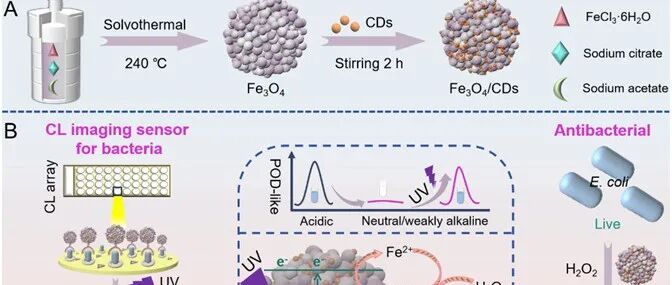 Anal. Chem. | 紫外介导的酶活性逆转策略调控纳米酶用于检测和消除细菌