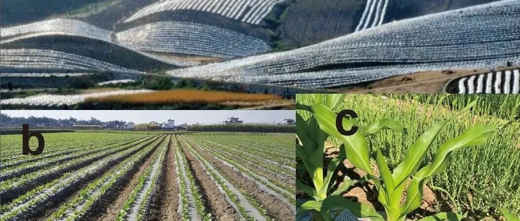 全球尺度二阶Meta分析丨NAT COMMUN：覆膜栽培生产力与可持续性之间的权衡关系及构建生态友好框架的途径