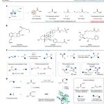 东北师范大学张前&熊涛团队：1,1-二烷基取代烯烃与未活化烷基亲电试剂的催化不对称氢烷基化反应