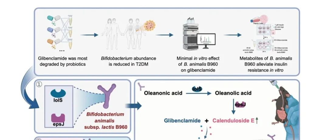 海南大学张家超团队破解“药物黑洞”难题：动物双歧杆菌乳亚种B960实现增效减毒