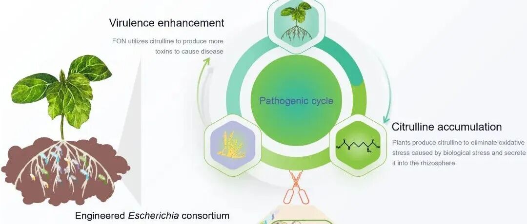 NC︱南农沈其荣院士袁军组-增强土壤瓜氨酸降解功能缓解土传镰刀菌枯萎病