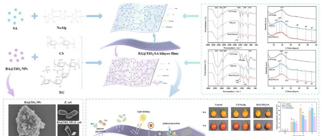 一种整合花青素敏化二氧化钛和水杨酸的智能双层膜：具有乙烯清除和抗菌性能用于易腐食品保鲜
