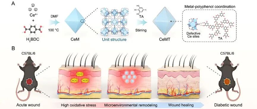 Biomater. Adv. | 多酚功能化MOF纳米酶协同调控炎症与血管生成用于促进糖尿病创面愈合