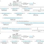 上海交通大学王平团队JACS：基于吡啶甲基的多肽合成新策略