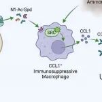【2026国自然面上方案】 SAT1/SLC3A2介导的多胺外排与氨代谢协同驱动肿瘤—髓系—Treg正反馈免疫抑制环的机制研究