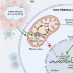 【2026国自然面上方案】CPS1介导的Treg尿素循环代谢阀门驱动肿瘤氨耐受与免疫抑制的机制研究