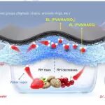 山东农业大学：利用2-羟丙基三甲基氯化铵千合聚糖构建双层非对称湿度调节包装，以增强草莓保存效果