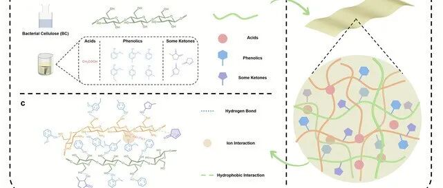 以木醋液为生物基溶剂和功能化剂的高性能壳聚糖-纳米纤维素复合膜的绿色制备