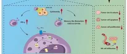 Cell Communication and Signaling｜西北工业大学生命科学与技术学院：PD-L1缺失的肺癌细胞外泌体诱导NK细胞介导的抗肺癌免疫应答