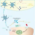 J Adv Res｜中国药科大学李丽民/东部战区总医院刘志红/南昌大学一附院王瑜：足细胞来源外泌体介导CD8\u207AT细胞激活与增殖促进肾脏炎症进展