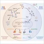 【前沿进展】Cell Metab | 王桂华/胡俊波团队揭示“行为-神经内分泌-免疫”新轴线：孕烯醇酮通过沉默ERVs促进肿瘤免疫逃逸