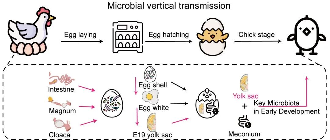 iMeta高引论文 | 中国农大呙于明组—解析种鸡母体营养与垂直传递菌群互作关系