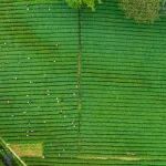 研究成果|基于挥发性组学与随机森林的湘西黄金茶绿茶的判别分析