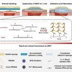 浙江大学欧阳宏伟团队 Nat. Commun.：“一拍即合”器官贴实现心脏和大血管封堵止血