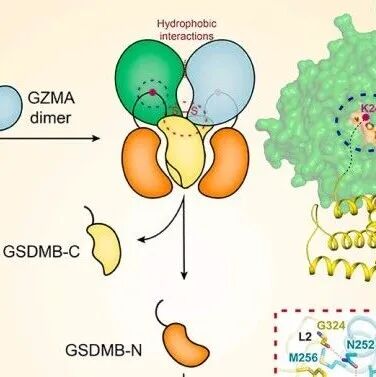 丁璟珒/邵峰/周志伟合作最新Immunity
