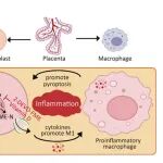 《Advanced Science》揭示CASP3/GSDME介导的滋养细胞“凋亡-焦亡”切换，引发早发型子痫前期炎症风暴