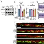 PNAS | 浙江大学李艳/徐鹏飞发现Gpr171通过ERK12和Notch信号通路调控胚胎造血干细胞的出现