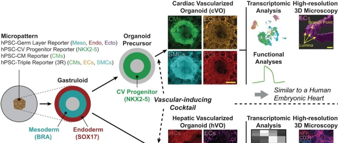 Science | 吴庆明团队破解类器官关键难题，培养出具有逼真血管网络的心脏和肝脏类器官