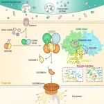【前沿进展】Immunity | 丁璟珒/邵峰团队合作揭示杀伤性淋巴细胞颗粒酶A介导靶细胞焦亡的精确机理
