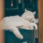 【科学普及】熬夜不好，睡太早也不行！护心、抗抑郁的“最佳入睡时间”其实是……