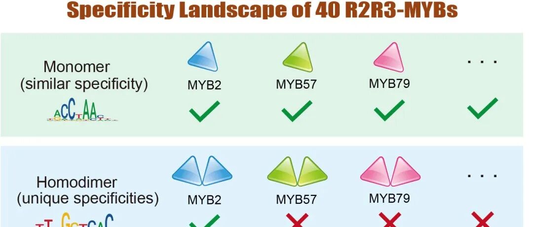 iMeta高引论文 | 福建农林朱方捷/王琴组揭示同源二聚化解决TF“特异性悖论”的新机制